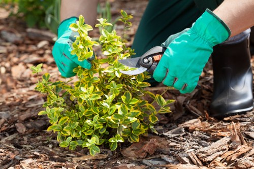Soft landscaping work in Lee with planting and lawn improvements